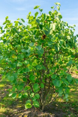 Amerikaanse judasboom Cercis canadensis struik 60-80 C7,5 Cercis canadensis struik 60-80 cm