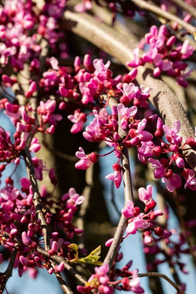 Judasboom Cercis canadensis 'Lavender Twist' struik 175-200 C10 Cercis canadensis 'Lavender Twist' struik 175-200 cm