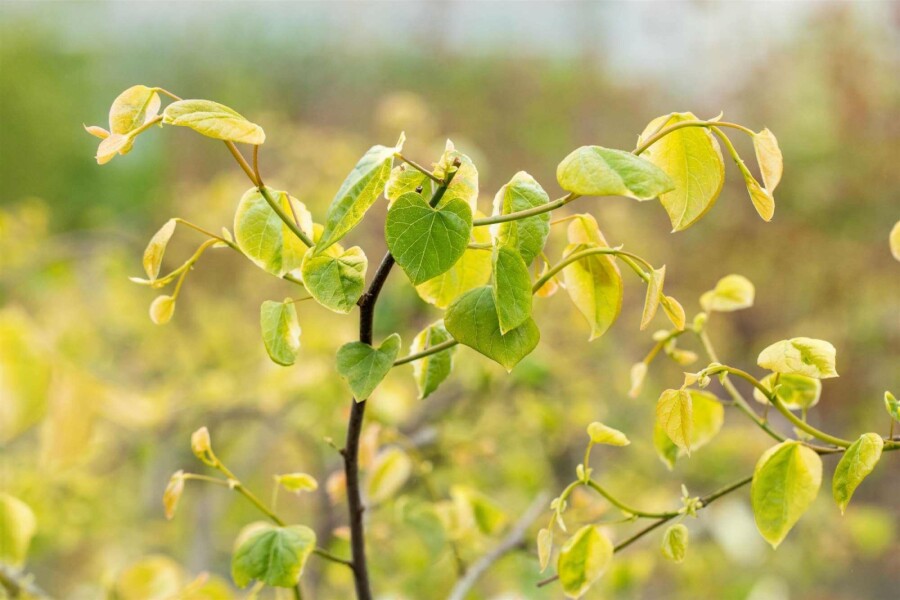 Judasboom Cercis canadensis 'Lavender Twist' struik 175-200 C10 Cercis canadensis 'Lavender Twist' struik 175-200 cm