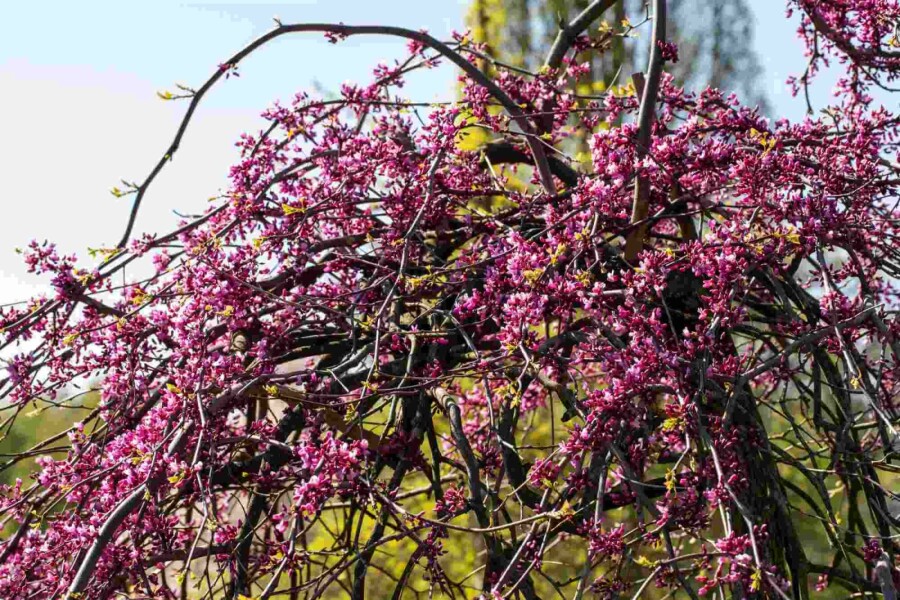 Judasboom Cercis canadensis 'Lavender Twist' struik 175-200 C10 Cercis canadensis 'Lavender Twist' struik 175-200 cm