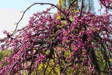Judasboom Cercis canadensis 'Lavender Twist' struik 175-200 C10 Cercis canadensis 'Lavender Twist' struik 175-200 cm