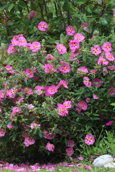 Zonneroosje Cistus purpureus struik 20-30 C2 Cistus purpureus struik 20-30 cm