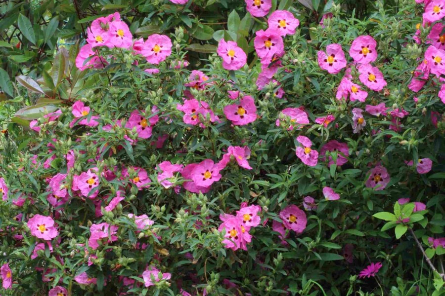 Zonneroosje Cistus purpureus struik 20-30 C2 Cistus purpureus struik 20-30 cm