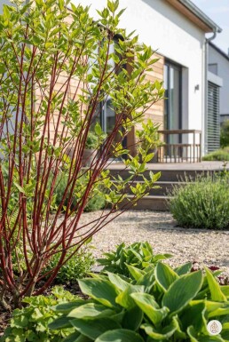 Cornus alba 'Sibirica' struik 60-80 cm
