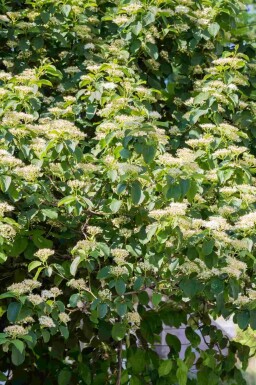 Pagodekornoelje Cornus alternifolia struik 60-80 C5 Cornus alternifolia struik 60-80 cm