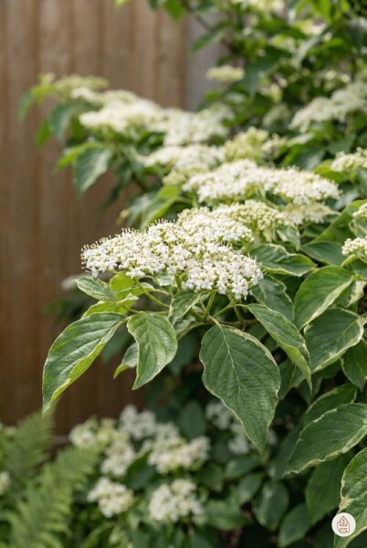 Cornus controversa struik 100-125 cm