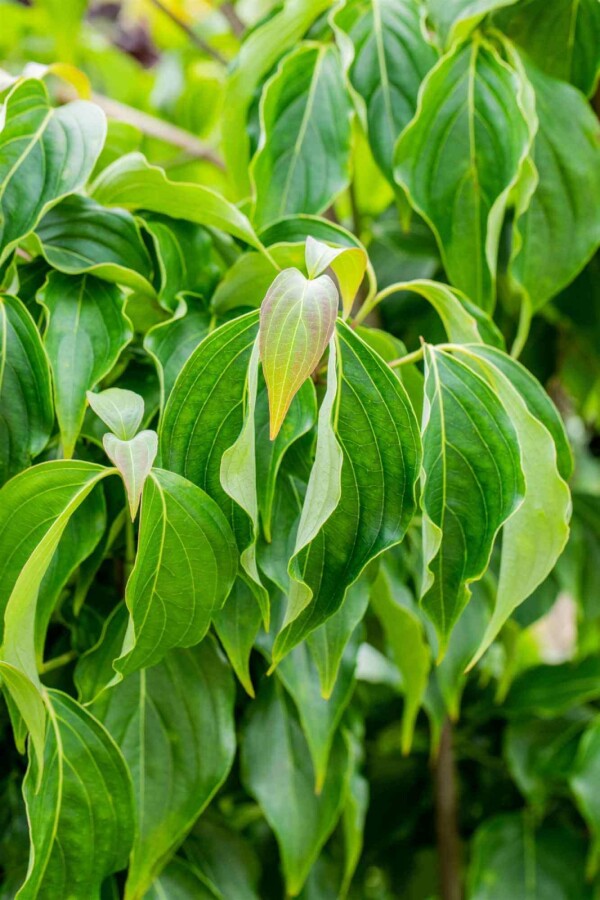 Chinese kornoelje Cornus kousa chinensis struik 80-100 C5 Cornus kousa chinensis struik 80-100 cm
