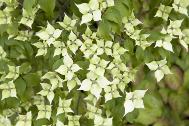Cornus kousa chinensis C5 80-100