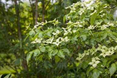 Cornus kousa chinensis C5 80-100