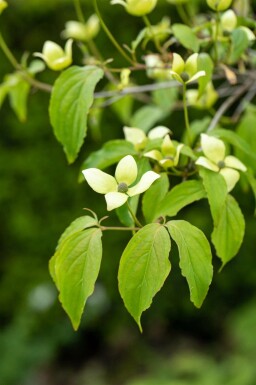 Cornus kousa chinensis C5 80-100