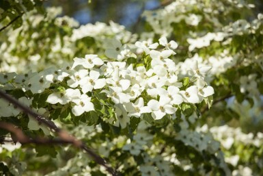 Chinese kornoelje Cornus kousa chinensis struik 80-100 C5 Cornus kousa chinensis struik 80-100 cm