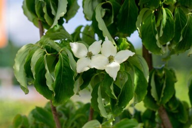 Cornus kousa chinensis C5 80-100