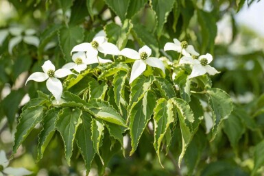 Cornus kousa 'Milky Way' C7,5 60-80