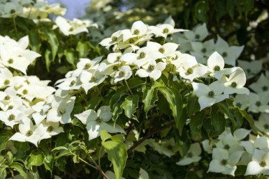Cornus kousa 'Milky Way' C7,5 60-80