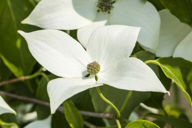Cornus kousa 'Milky Way' C7,5 60-80