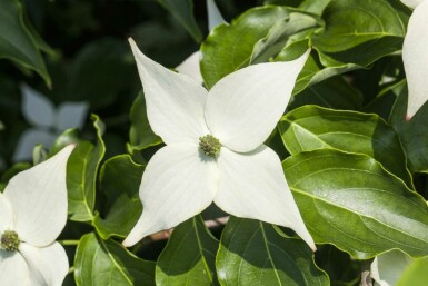 Cornus kousa 'Milky Way' C7,5 60-80