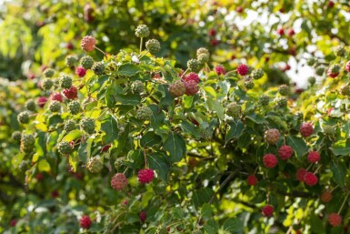 Cornus kousa 'Milky Way' C7,5 60-80
