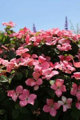 Geen afbeelding beschikbaar