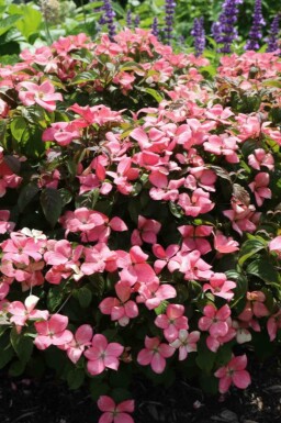 Cornus kousa 'Satomi Compact' struik 50-60 cm