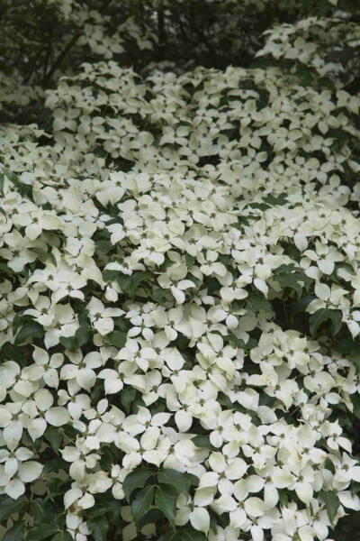 Japanse kornoelje Cornus kousa 'Weisse Fontaine' struik 150-175 C35 Cornus kousa 'Weisse Fontaine' struik 150-175 cm