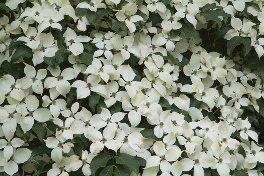 Japanse kornoelje Cornus kousa 'Weisse Fontaine' struik 150-175 C35 Cornus kousa 'Weisse Fontaine' struik 150-175 cm