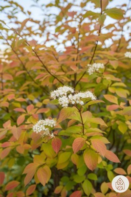 Cornus sanguinea 'Winter Beauty' struik 80-100 cm