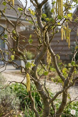 Corylus avellana 'Contorta' struik 40-60 cm