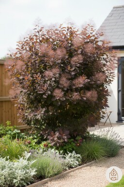Cotinus 'Grace' struik 60-80 cm
