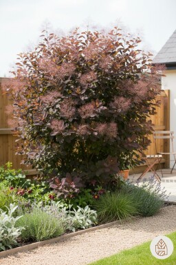 Cotinus 'Grace' struik 60-80 cm
