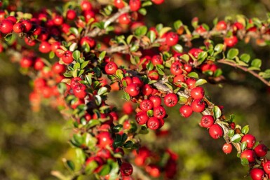 Cotoneaster horizontalis C2 30-40
