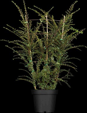 Cotoneaster horizontalis C2 30-40