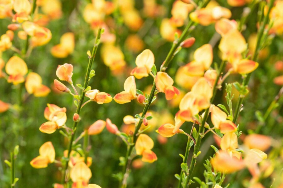 Brem Cytisus 'Apricot Gem' struik 30-40 C1,5 Cytisus 'Apricot Gem' struik 30-40 cm