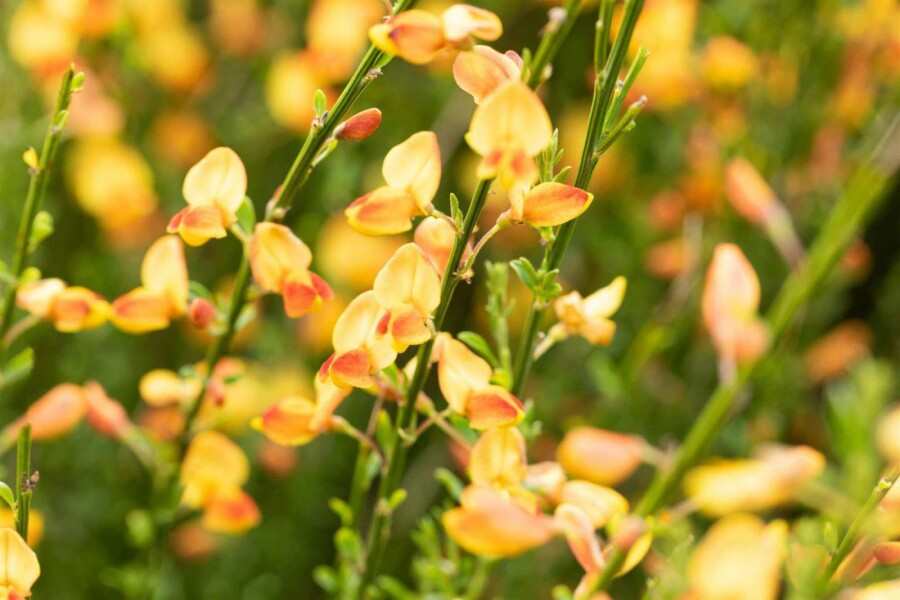 Brem Cytisus 'Apricot Gem' struik 30-40 C1,5 Cytisus 'Apricot Gem' struik 30-40 cm