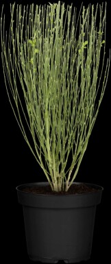 Brem Cytisus 'Apricot Gem' struik 30-40 C1,5 Cytisus 'Apricot Gem' struik 30-40 cm