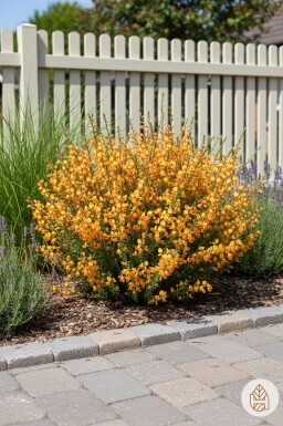 Cytisus 'Apricot Gem' struik 30-40 cm