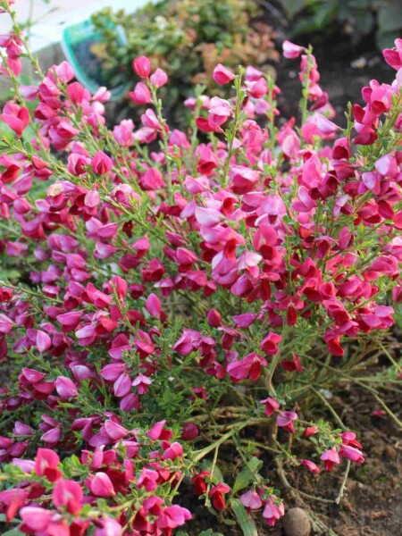 Cytisus 'Boskoop Ruby' C3,5 40-50