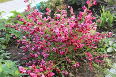 Cytisus 'Boskoop Ruby' C3,5 40-50