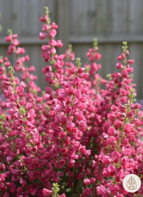 Cytisus 'Boskoop Ruby' struik 40-50 cm