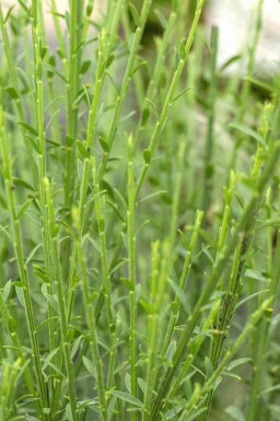 Geen afbeelding beschikbaar