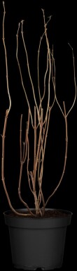 Deutzia magnifica C3 50-60