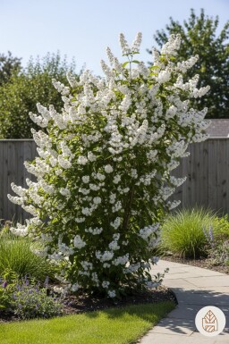 Deutzia magnifica struik 50-60 cm