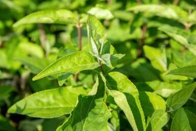 Deutzia Deutzia scabra 'Plena' struik 60-80 C3 Deutzia scabra 'Plena' struik 60-80 cm