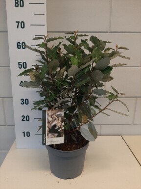 Elaeagnus ebbingei 'Compacta' struik 40-50 cm
