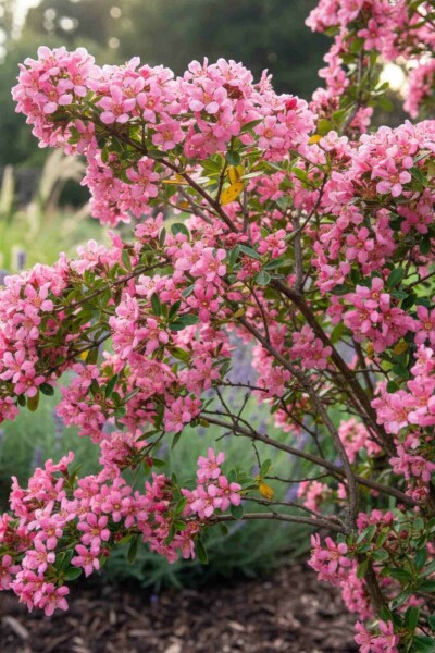 Escallonia 'Donard Seedling' struik 30-40 cm