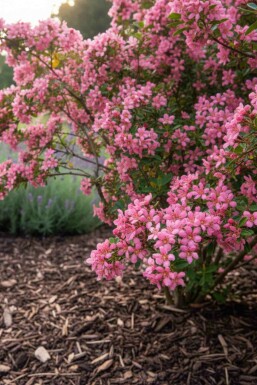 Escallonia 'Donard Seedling' struik 30-40 cm