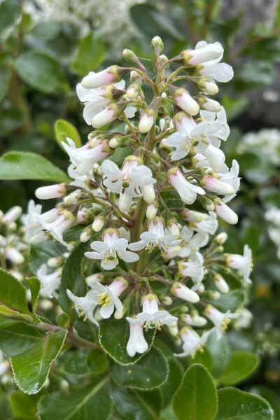 Escallonia 'Iveyi' C5 50-60