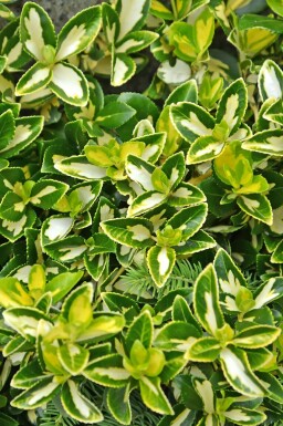 Kardinaalsmuts Euonymus fortunei 'Blondy' struik Euonymus fortunei 'Blondy'