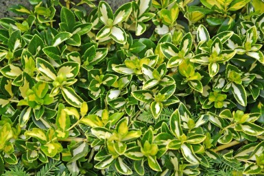 Kardinaalsmuts Euonymus fortunei 'Blondy' struik Euonymus fortunei 'Blondy'