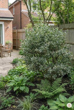 Euonymus fortunei 'Harlequin' struik 30-35 cm