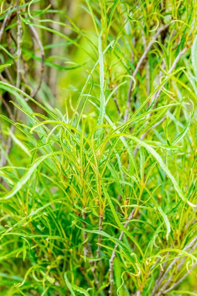 Vuilboom Frangula alnus 'Fine Line' struik 40-60 C3 Frangula alnus 'Fine Line' struik 40-60 cm
